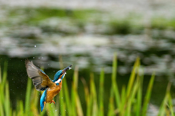 a 07 Kingfisher With Fish © Bob Riach