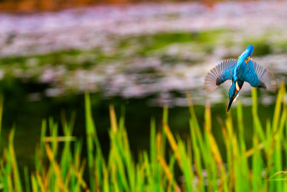 a 05 Kingfisher Diving © Bob Riach