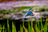 a 04 Kingfisher out of Water with Fish © Bob Riach