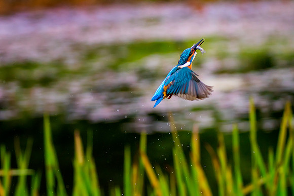 a 04 Kingfisher out of Water with Fish © Bob Riach