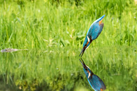 a 03 Kingfisher out of Water Reflection © Bob Riach