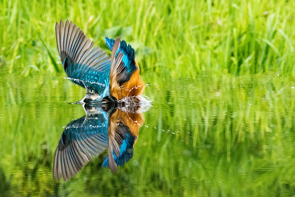 a 02 Kingfisher in the  Water Reflection © Bob Riach
