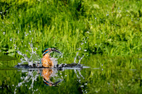 a 01 Kingfisher out of Water Reflection © Bob Riach