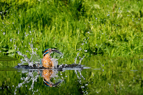a 01 Kingfisher out of Water Reflection © Bob Riach