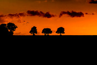 Winteringham Trees Sunset © Bob Riach