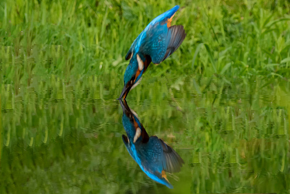 004 Kingfisher © Jo Bird
