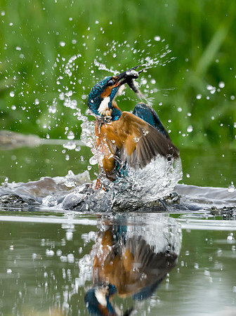 002 Kingfisher © Jo Bird