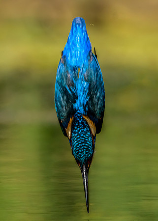 _DSC6621 crop Kingfisher © Jo Bird