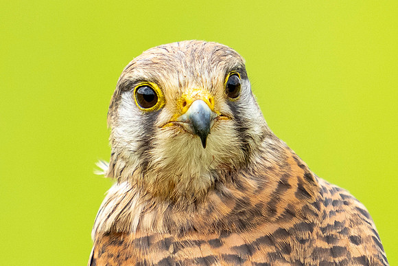 _DSC5526 Kestrel Portrate