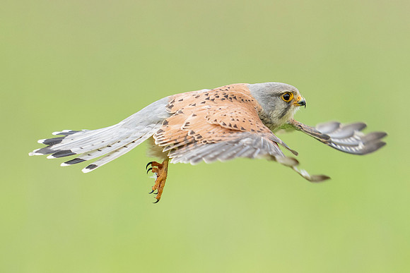 _DSC5671 Kestrel in flight © Bob Riach
