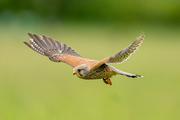 _DSC5680 Kestrel in flight © Bob Riach