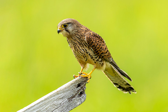 _DSC5606  Kestrel © Bob Riach