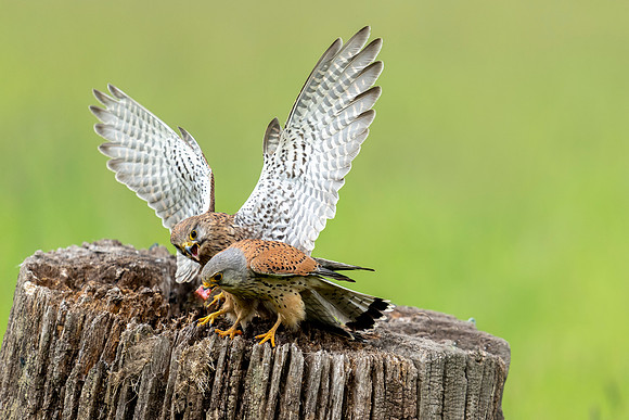 _DSC5493 ~Kestrel Food Fight © Bob Riach