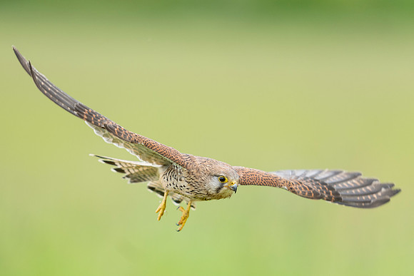 _DSC5508 Kestrel in Flight © Bob Riach