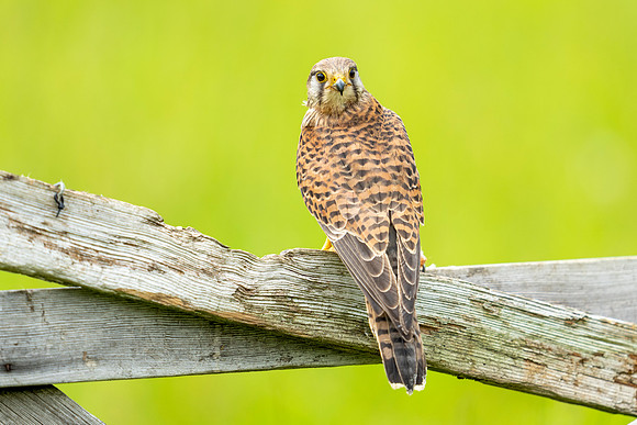 _DSC5526 Kestrel Looking