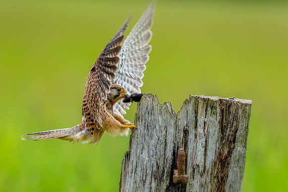_DSC4538 Kestrel Takeway © Bob Riach