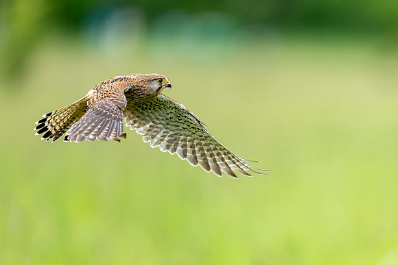 _DSC5417 Kestrel in Flight © Bob Riach