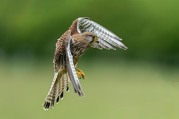 _DSC5566 Kestrel © Bob Riach