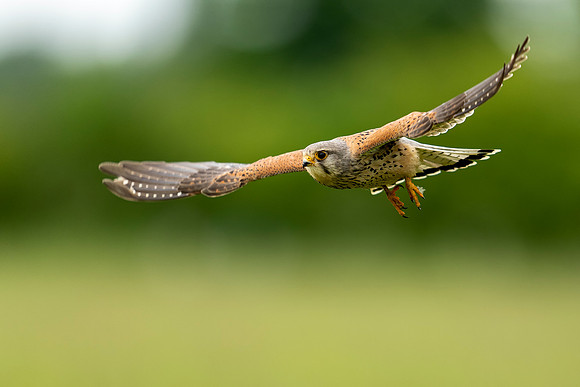 _DSC5677 Kestrel in flight  © Bob Riach