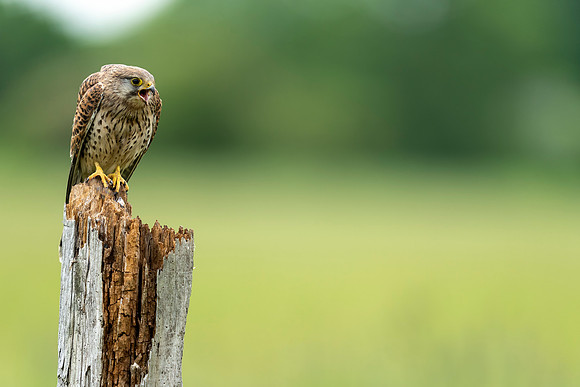 _DSC5653 Kestrel © Bob Riach