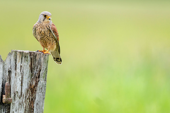 _DSC5690  Kestrel © Bob Riach