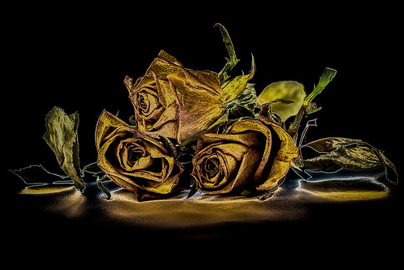 Dark Rose   Bob Riach