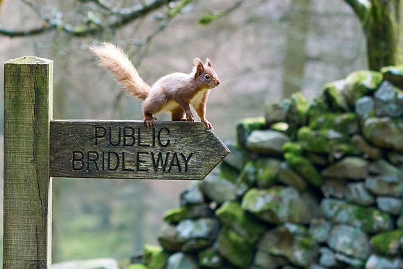 DSC01589 v2 Red Squirrel  Bob Riach.jpg
