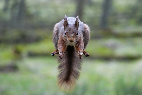 Red Squirrel  Jo Bird DSC01223