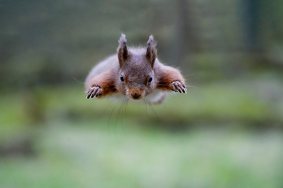 DSC00654 Red Squirrel  Bob Riach
