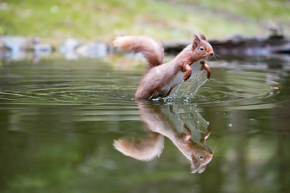 DSC00531 Red Squirrel  Bob Riach