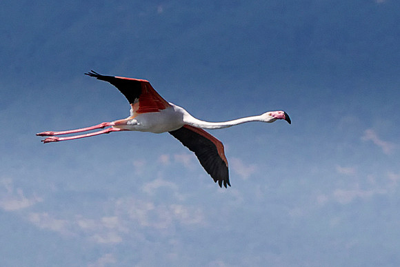 flamingo2
