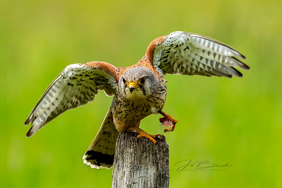 _DSC2904 Kestrel 2  s 2021 © Jo Bird
