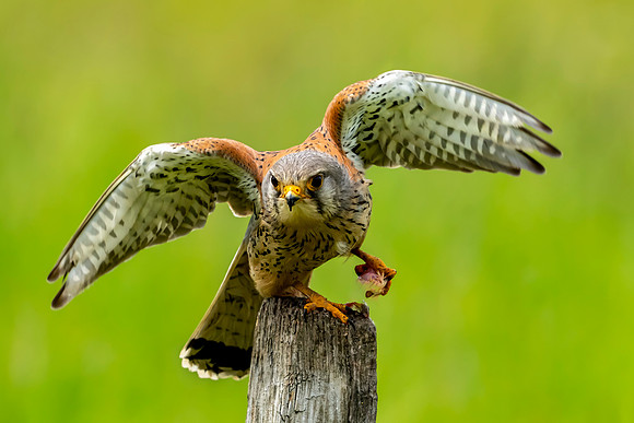 _DSC2904 Kestrel 2 2021 © Jo Bird