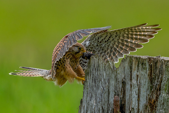 _DSC2007 Kestrel 5 © Jo Bird