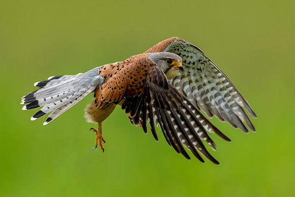 _DSC3352 Kestrel 6 © Jo Bird