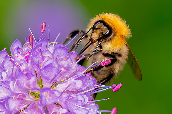 DSC02182-Bee © Bob Riach.