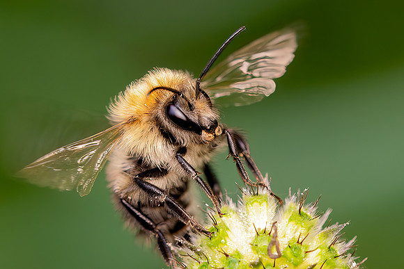 DSC02170-Bee © Bob Riach