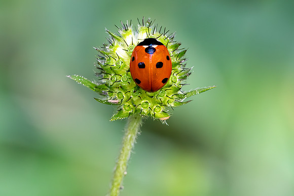 DSC02070-Lady Bird  Lrg © Bob Riach