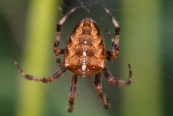 DSC02048-Spider © Bob Riach