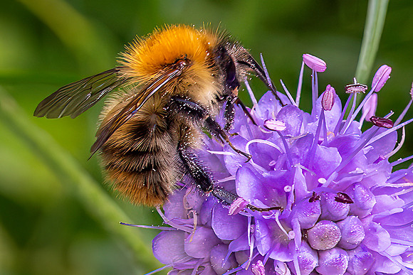 DSC02063-Bee © Bob Riach