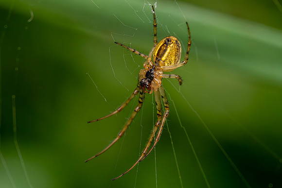 DSC02090 Spider © Bob Riach