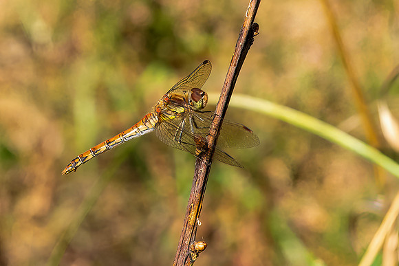 DSC02058 Dragonfly © Bob Riach