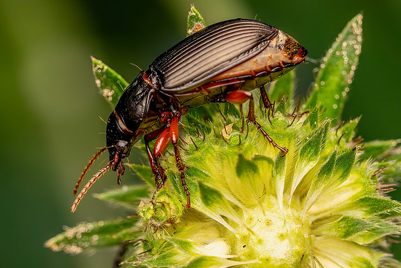 DSC02089-Bug © Bob Riach