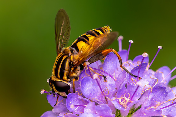 DSC02198-Hoverfly © Bob Riach