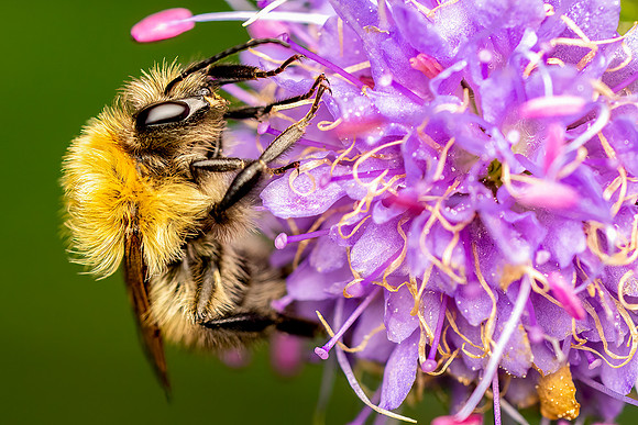 DSC02140 Bee © Bob Riach