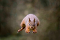 Squirrels