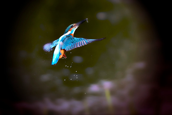 1 Kingfisher Flying With Fish © Bob Riach  © Bob Riach