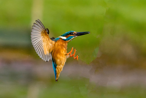 a1 Kingfisher Flying © Bob Riach  © Bob Riach