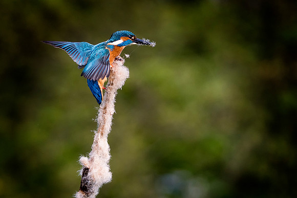 2 Kingfisher On Bullrush © Bob Riach  © Bob Riach _pe