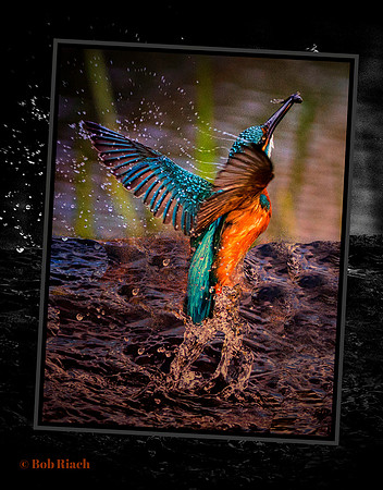 © Edited Kingfisher Out Off Water © Bob Riach  © Bob Riach  copy